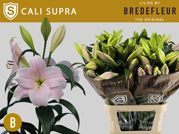 Lilium Lo Fredo 100cm 3/5bl