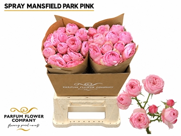 Rosa Spray Mansfi Pink Pa 50cm