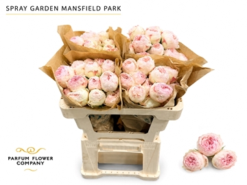 Rosa Spray Mansfield Park 50cm