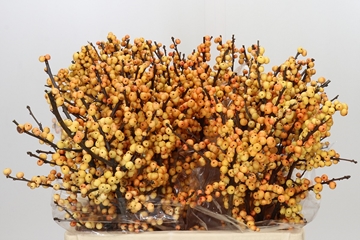 Ilex Gresgold 60cm