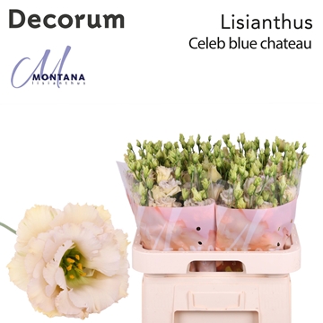 Lisianthus Double Blue Chateau 70cm
