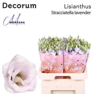 Lisianthus Double Stracciata Lavender 70cm