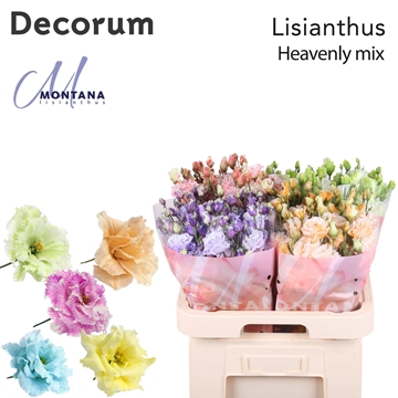 Lisianthus Double 70cm