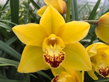 Cymbidium Mini Wishflor 50cm