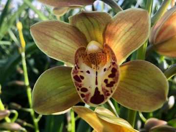 Cymbidium Mini Teeflor 40cm