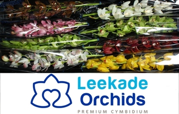Cymbidium Asst Mini 70cm