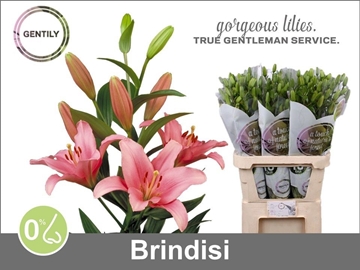 Lilium La Brindisi 90cm 4/5bl