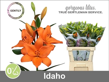 Lilium La Idaho 90cm 5/7bl