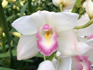 Cymbidium Mini Earlyflor 50cm