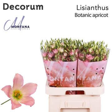 Lisianthus Double Botanic Apricot 70cm