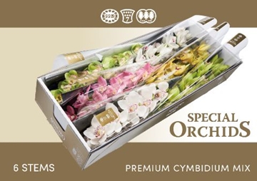 Cymbidium Asst 13bl