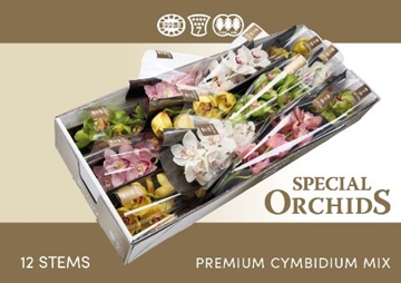 Cymbidium Asst 7bl