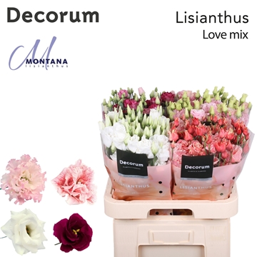 Lisianthus Double Mixed In Bucket 70cm