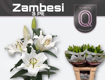 Lilium Ot Zambesi 80cm 3/5bl