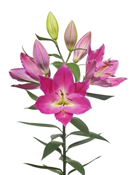 Li Or Imax 80cm 3/5bl