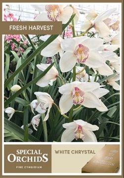 Cymbidium Mrs White Crystal 80 Cm - 12/15bl
