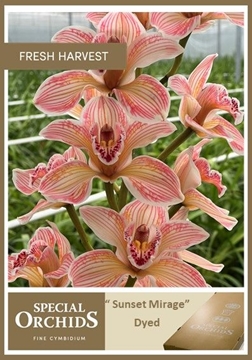 Cymbidium Peach 80 Cm - 12/15bl
