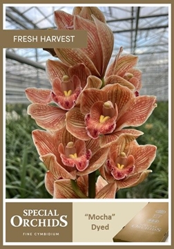 Cymbidium Peach 80 Cm - 12/15bl