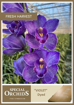 Cymbidium Peach 80 Cm - 12/15bl