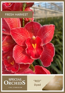Cymbidium Peach 60 Cm - 8/11bl