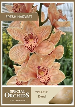 Cymbidium Peach 50 Cm - 5/8bl
