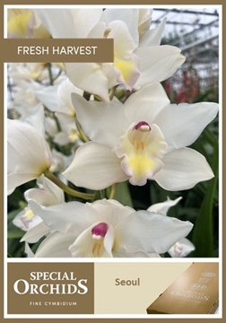 Cymbidium Seoul 60 Cm - 8/11bl
