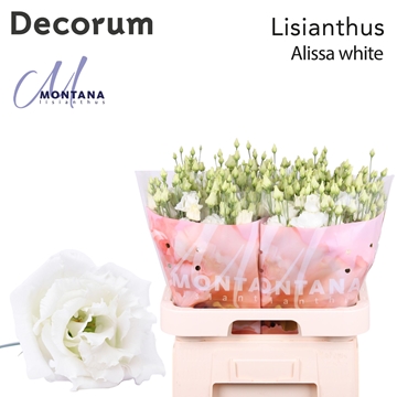 Lisianthus Double Alissa White 70cm