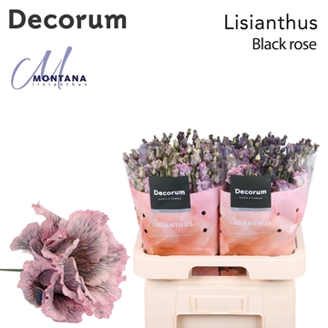 Lisianthus Double 70cm