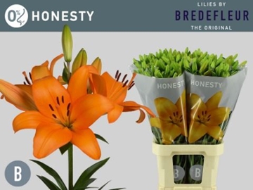 Lilium La Honesty 90cm 4/5bl