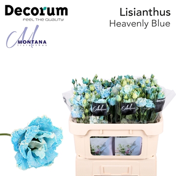 Lisianthus Double 70cm