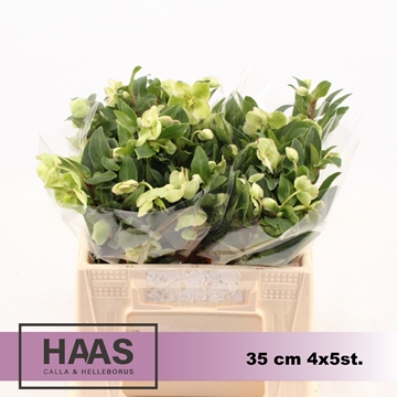Helleborus Winterbells 35cm