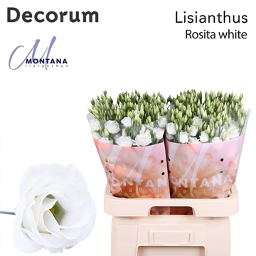 Lisianthus Double Rosita White 70cm