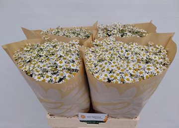 Tanacetum Cameron 60cm