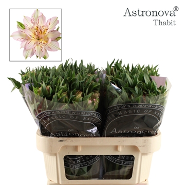 Alstr Astro Thabit 70cm 75gram