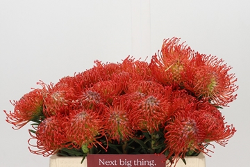 Leucospermum Succession 35cm