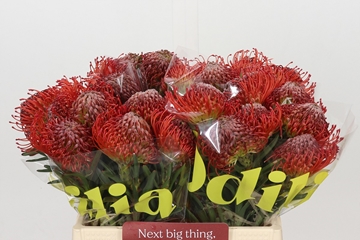 Leucospermum Succession 40cm