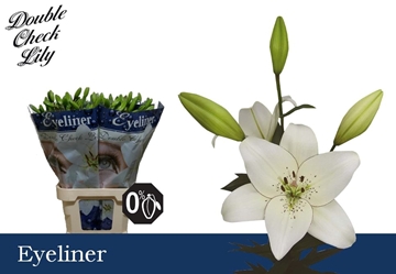 Lilium As Eyeliner 90cm 4/5bl