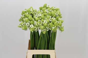 Ornithogalum Arabicum 70cm