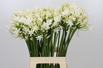 Agapanthus Gletsjer 70cm