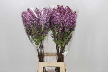 Lilac Dark Koster 80cm