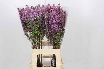 Lilac Dark Koster 70cm