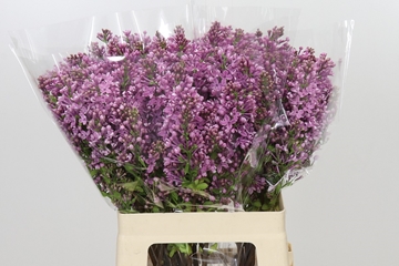 Lilac Dark Koster 60cm