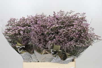Limonium Oshi Pink 60cm 20gram