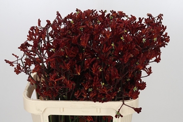 Anigozanthos Bush Ruby 80cm