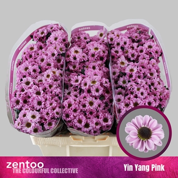 Chrysanthemum Santini Yin Yang Pink