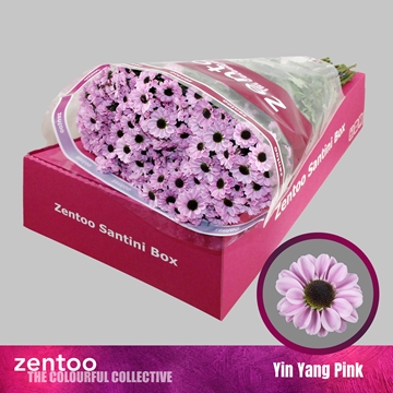 Chrysanthemum Santini Yin Yang Pink