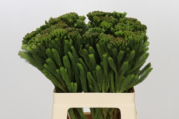Bruna Albiflora 60cm