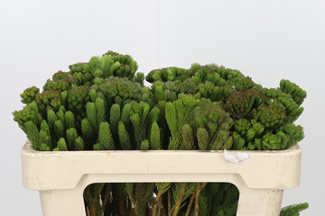 Bruna Albiflora 50cm