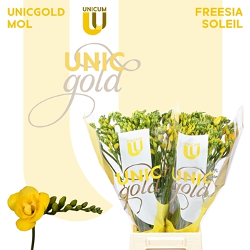Freesia Double Soleil 22gram
