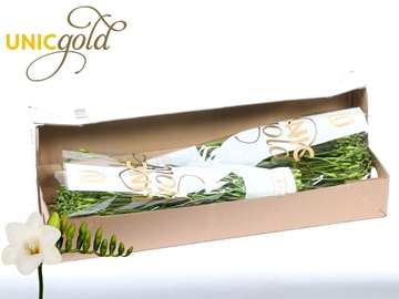 Freesia Single Diamond River 22gram